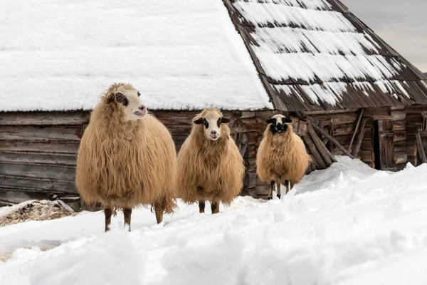 Young Sheep Mountains Winter — Stock Photo, Image