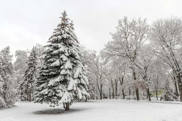 悲観的な日の多くの雪との冬公園 — ストック写真