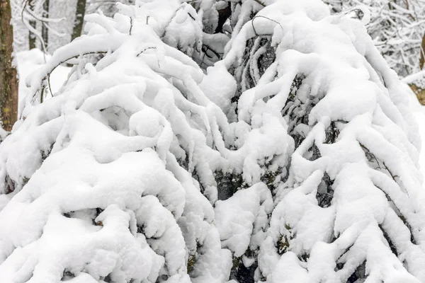 Parque Invierno Con Mucha Nieve Día Sombrío —  Fotos de Stock