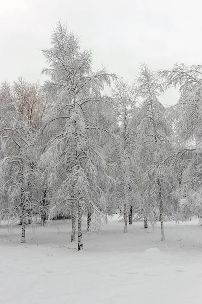 悲観的な日の多くの雪との冬公園 — ストック写真