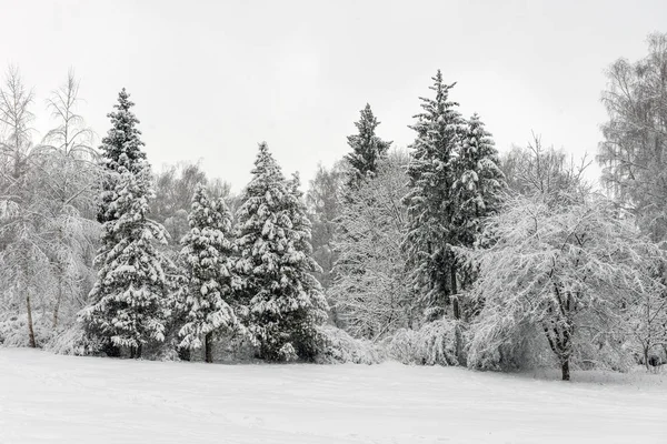 Зимний Парк Большим Количеством Снега Мрачный День — стоковое фото