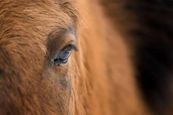 Closeup Eye Arabian Bay Horse — Stock Photo, Image