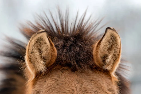 Ears Brown Horse Close — Stock Photo, Image