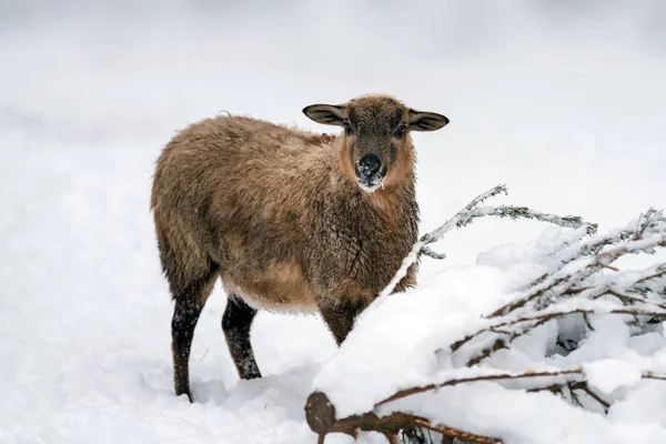 Jeunes Moutons Dans Les Montagnes Hiver — Photo