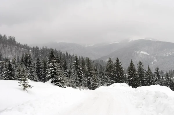 冬天风景与许多被雪覆盖的树 — 图库照片