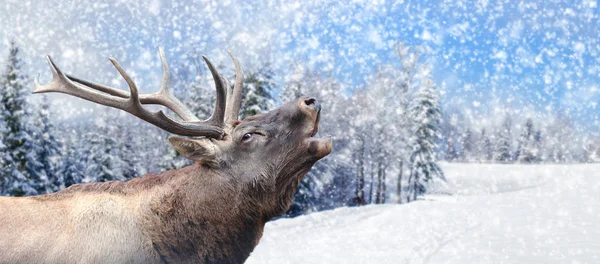 Close big deer on winter background