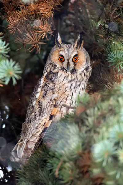 Bir Ağaç Seyir Baykuş Oturup Kış Saati Kamera — Stok fotoğraf