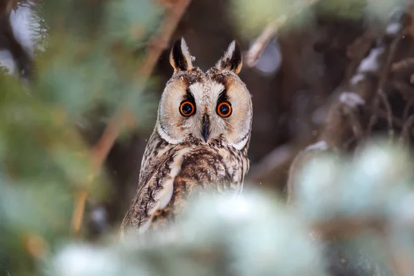 フクロウに座っている木と見て 冬時間では カメラ — ストック写真