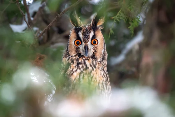 フクロウに座っている木と見て 冬時間では カメラ — ストック写真