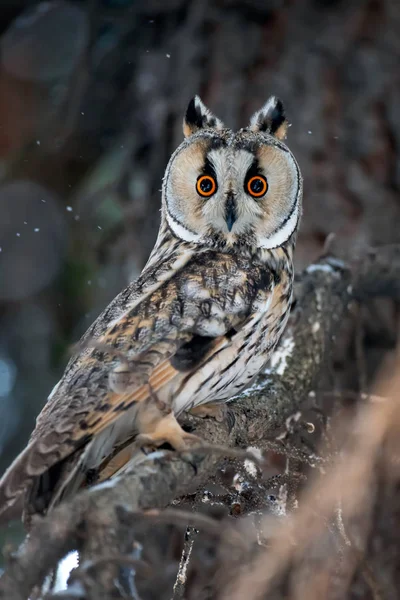 Owl Sit Tree Looking Camera Winter Time — Stock Photo, Image