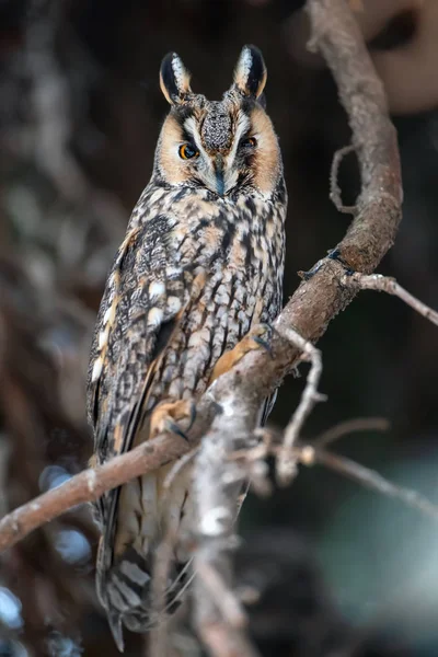 フクロウに座っている木と見て 冬時間では カメラ — ストック写真