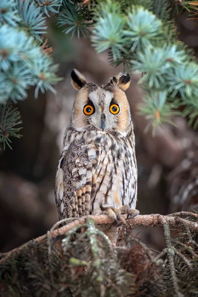 Eule Sitzt Baum Und Schaut Winter Die Kamera — Stockfoto