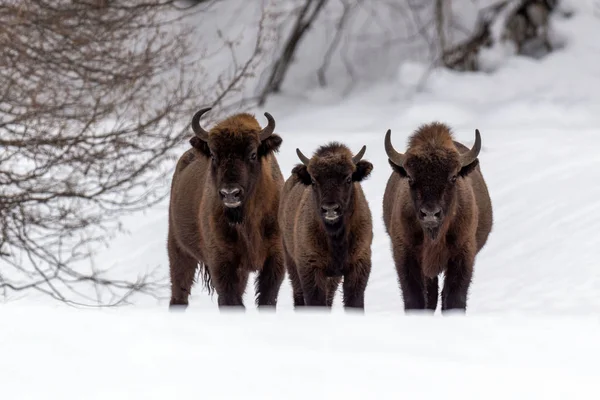 European Bison Bison Bonasus Natural Habitat Winter — Stock Photo, Image