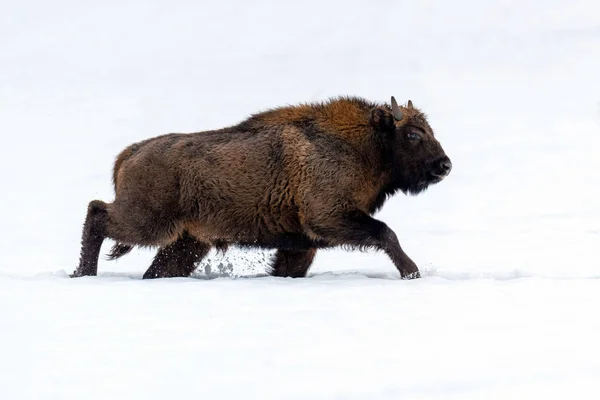 Avrupa Bizonu Bison Bonasus Kışın Doğal Yaşam Alanında — Stok fotoğraf