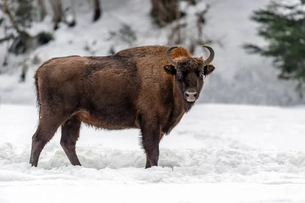 Avrupa Bizonu Bison Bonasus Kışın Doğal Yaşam Alanında — Stok fotoğraf
