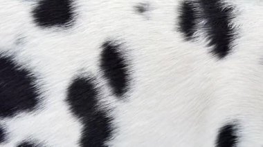 Dalmaçya köpek gerçek kürk rüzgar. Yavaş hareket hayvan kılı makro çekim kapatın