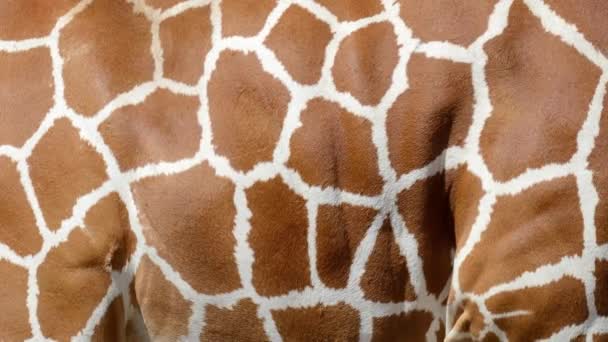 Giraffa Vera Pelliccia Che Soffia Sul Vento Primo Piano Macro — Video Stock