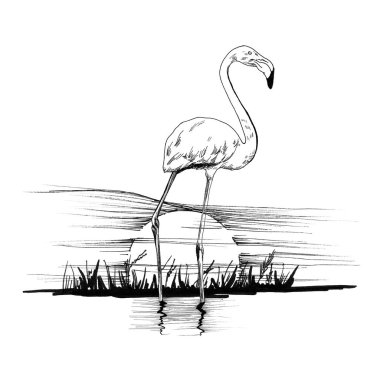 Flamingo günbatımı üzerinde. Elle çizilmiş şekil. Elle çizilmiş resimler (aslı, hiçbir izleme koleksiyonu)