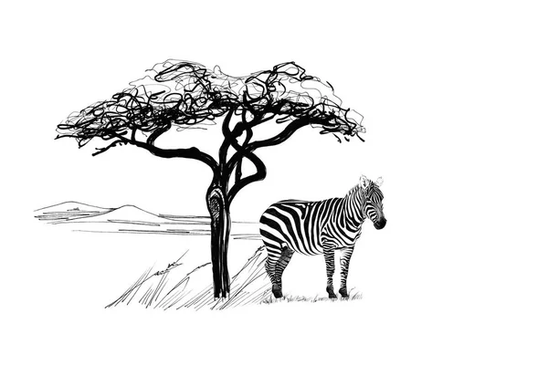 Zebra Blízkosti Strom Africe Ručně Kreslené Ilustrace Kolekce Ručně Kreslené — Stock fotografie