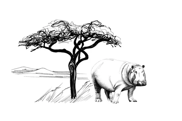 Hippopotame Près Arbre Afrique Illustration Dessinée Main Collection Illustrations Dessinées — Photo