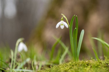 Kardelen bahar çiçekleri. Taze yeşil beyaz kardelen çiçekleri de tamamlayan