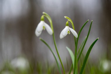 Kardelen bahar çiçekleri. Taze yeşil beyaz kardelen çiçekleri de tamamlayan
