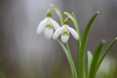 Kardelen bahar çiçekleri. Taze yeşil beyaz kardelen çiçekleri de tamamlayan
