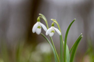 Kardelen bahar çiçekleri. Taze yeşil beyaz kardelen çiçekleri de tamamlayan