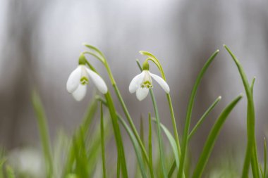 Kardelen bahar çiçekleri. Taze yeşil beyaz kardelen çiçekleri de tamamlayan