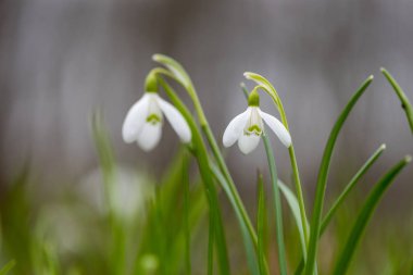 Kardelen bahar çiçekleri. Taze yeşil beyaz kardelen çiçekleri de tamamlayan