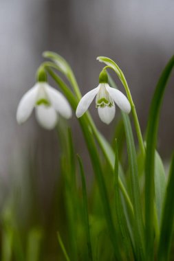 Kardelen bahar çiçekleri. Taze yeşil beyaz kardelen çiçekleri de tamamlayan