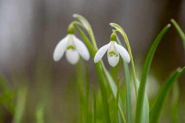 Kardelen bahar çiçekleri. Taze yeşil beyaz kardelen çiçekleri de tamamlayan