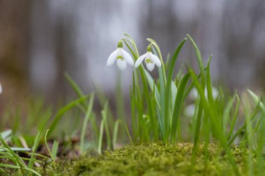 Kardelen bahar çiçekleri. Taze yeşil beyaz kardelen çiçekleri de tamamlayan
