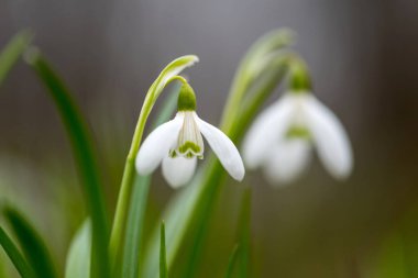 Kardelen bahar çiçekleri. Taze yeşil beyaz kardelen çiçekleri de tamamlayan