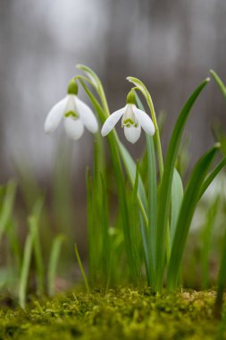 Kardelen bahar çiçekleri. Taze yeşil beyaz kardelen çiçekleri de tamamlayan