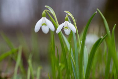 Kardelen bahar çiçekleri. Taze yeşil beyaz kardelen çiçekleri de tamamlayan