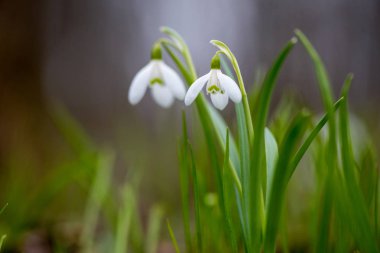 Kardelen bahar çiçekleri. Taze yeşil beyaz kardelen çiçekleri de tamamlayan