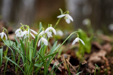 Kardelen bahar çiçekleri. Taze yeşil beyaz kardelen çiçekleri de tamamlayan