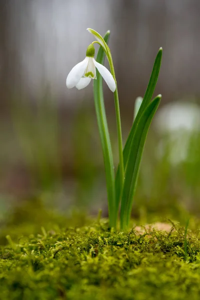 Schneeglöckchen Frühlingsblumen Frisches Grün Ergänzt Die Weißen Schneeglöckchen Blüten — Stockfoto