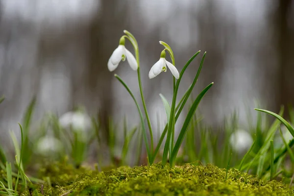Sněženka Jarní Květiny Čerstvé Zelené Dobře Doplňují Bílé Květy Sněženky — Stock fotografie