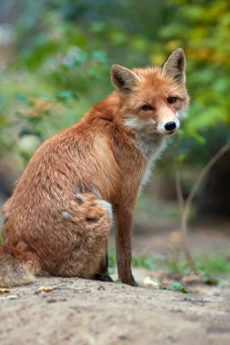 Vahşi genç kızıl tilki (vulpes vulpes) ormanda leş yiyen tilki