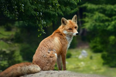 Vahşi genç kızıl tilki (vulpes vulpes) ormanda leş yiyen tilki