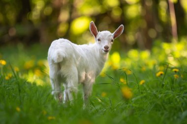 Beyaz bebek keçi ayakta yeşil çimenlerin üzerinde