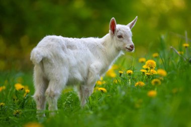 Beyaz bebek keçi ayakta yeşil çimenlerin üzerinde
