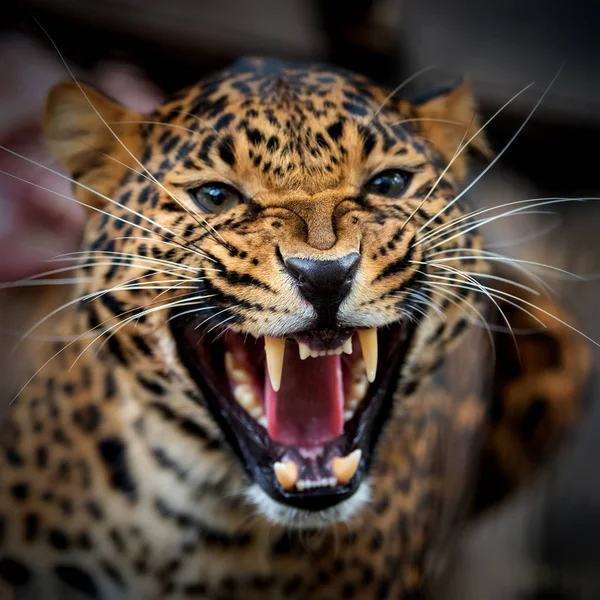Gros plan jeune portrait léopard — Photo