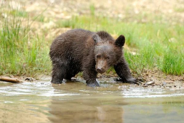 Cachorro oso marrón — Foto de Stock