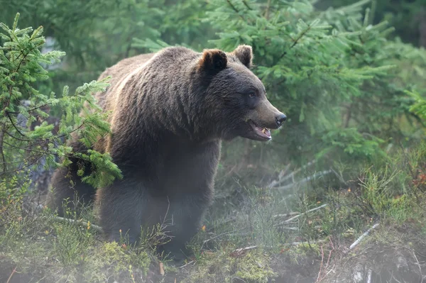 森林中的大熊 (ursus arctos) — 图库照片