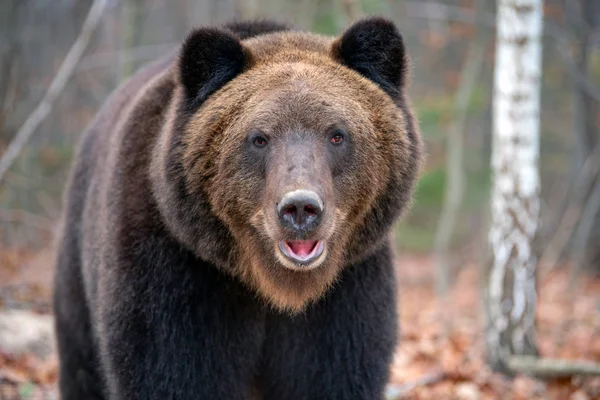 Великий ведмідь (Урсус Arctos) у лісі — стокове фото