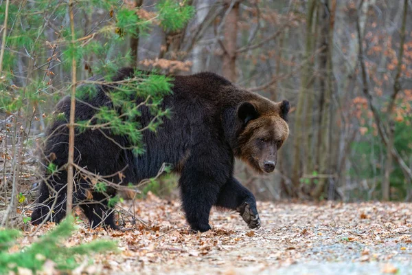 Oso grande (Ursus Arctos) en el bosque — Foto de Stock