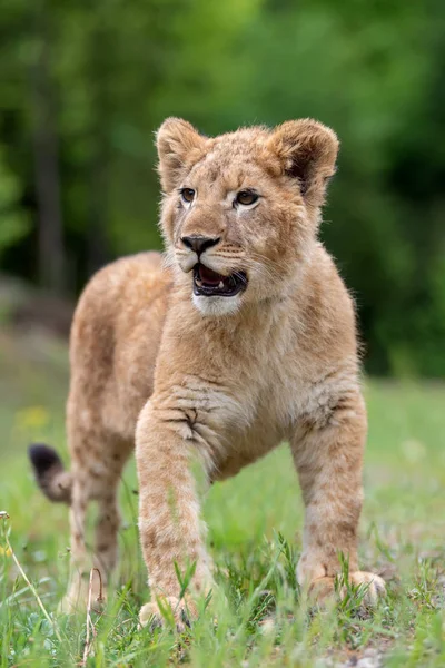 Lion cub tavasszal — Stock Fotó